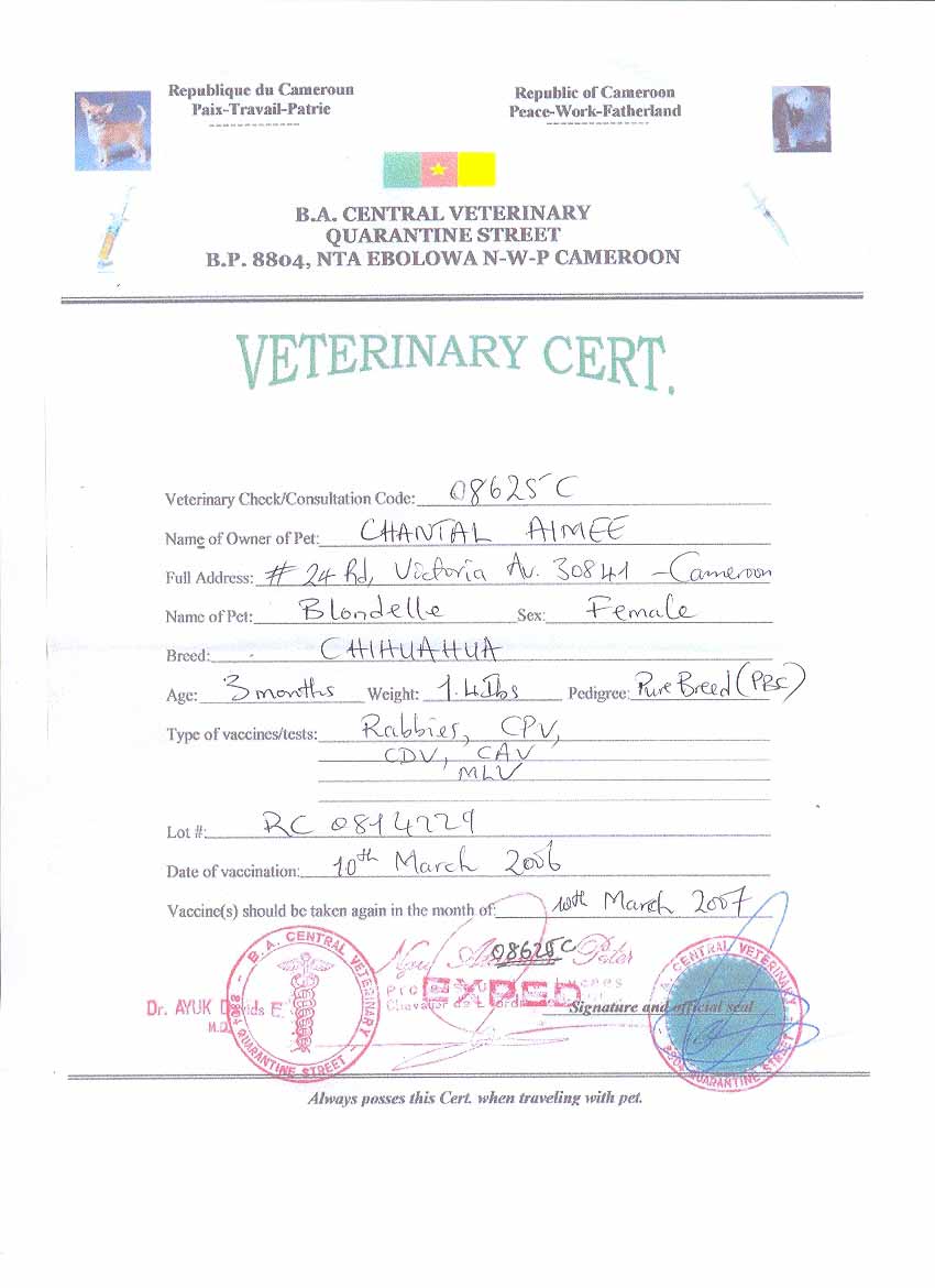 Chihuahua puppy's dog - forged veterinary certificate